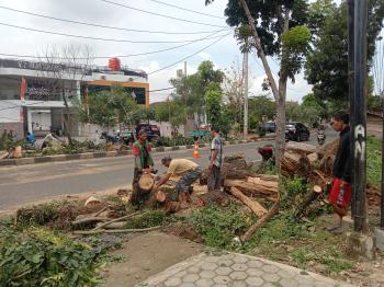 Pohon Tumbang di Jalan P Emir M Noer, RSUD A. Dadi Tjokrodipo: Korban Baik-Baik Saja