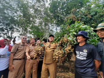 Fertilizing Root Trainer Tingkatkan Produksi Buah Kelengkeng di Lampung 