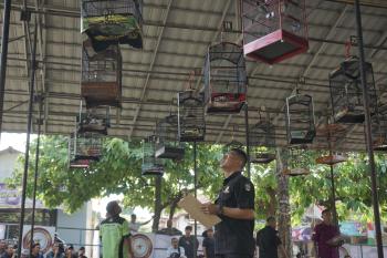 Lomba Kicau Burung RMD Cup 2024 : Sukses Dihadiri 1400 Peserta 