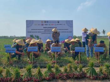 Panen di Ruguk, Gubernur Arinal Bersama Bank Indonesia Meminta Tingkatkan Produksi Bawang Merah 